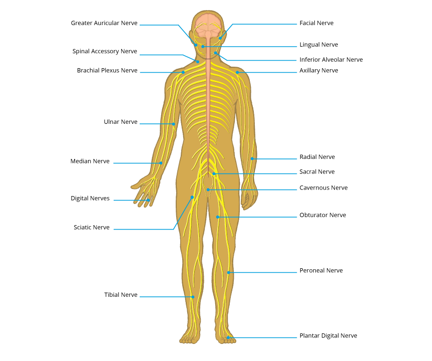 Nerve Chart Lower Back
