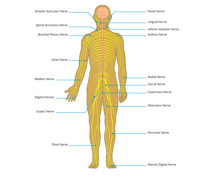 Nerve Chart Back