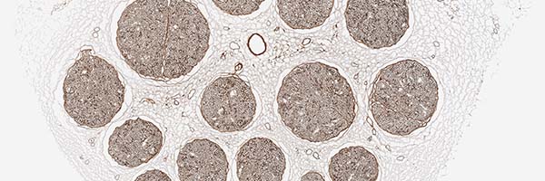 A microscopic image showing bioactive laminin