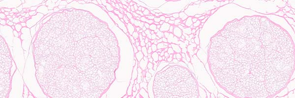 A microscopic image showing cells being tested