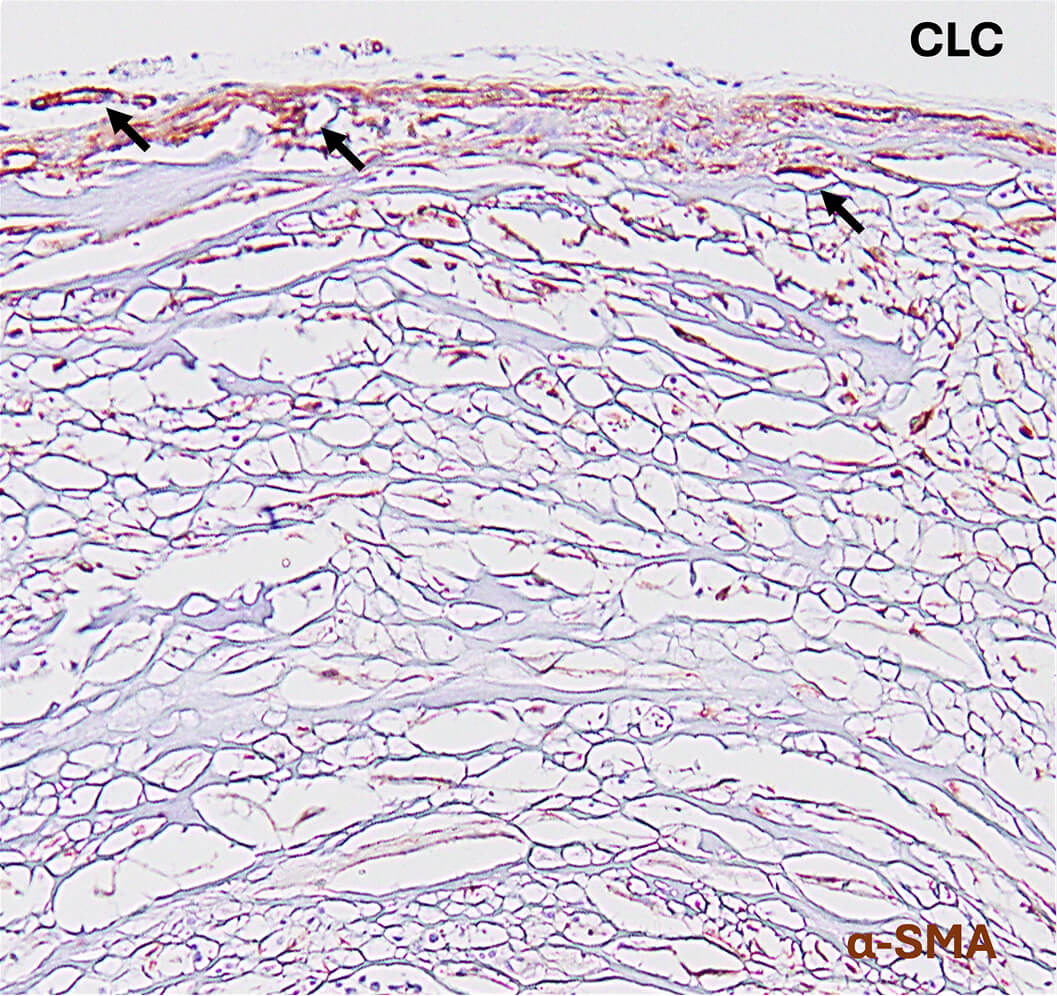 Histology image shows blood vessel ingrowth in collagen and different cell types within collagen in a pre-clinical study
