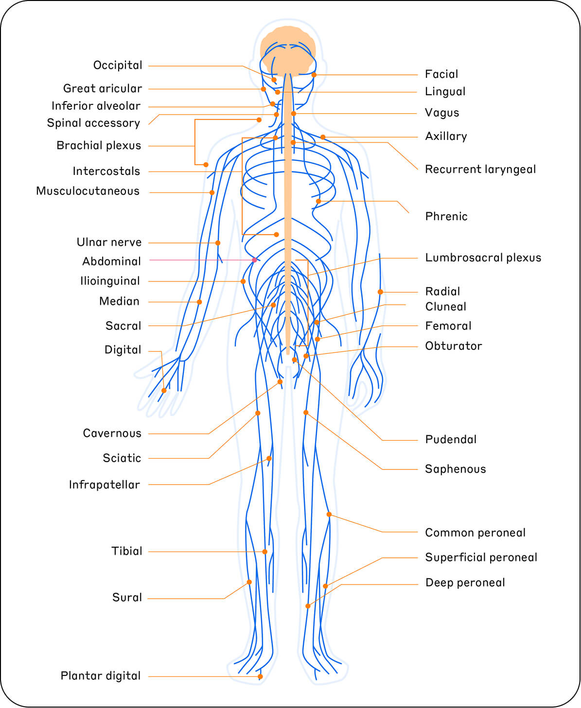 Diagram of the major nerves throughout the body